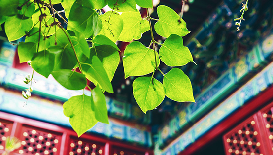 北京去年全面完成環保年度目標