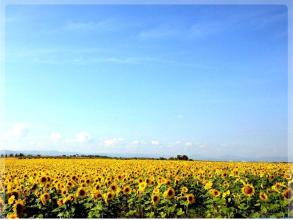 青海省副省長要求做好木里礦區種草復綠工作